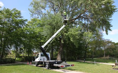 Confiez l&rsquo;élagage de vos arbres à un professionnel