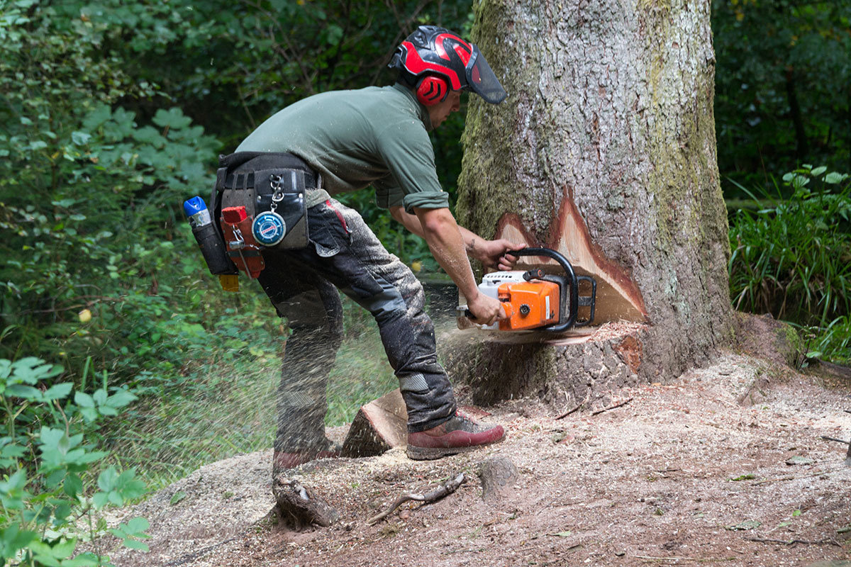 Abattage arbres grandes hauteur, bucheron Audruicq