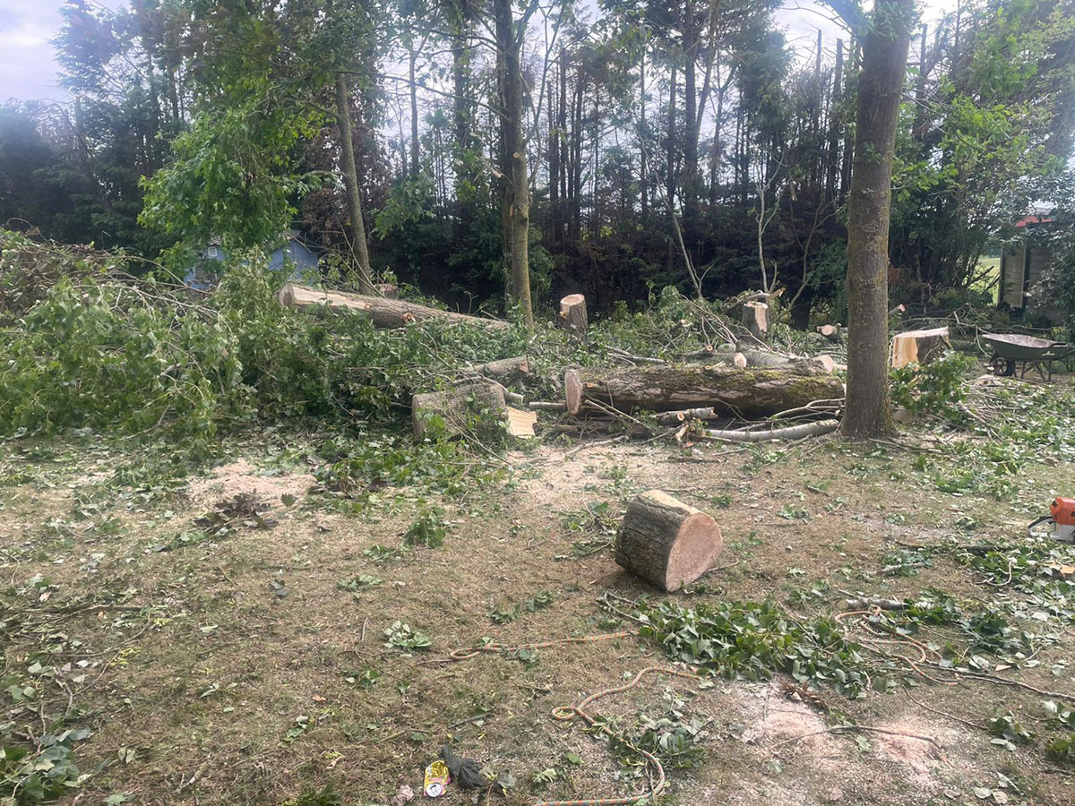 Abattage arbre Saint Omer