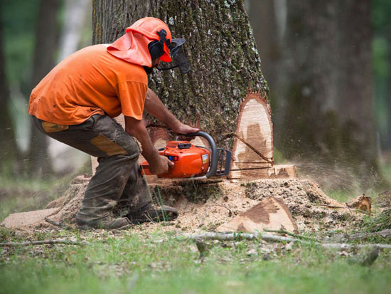 Abattage arbres, paysagiste Audruicq