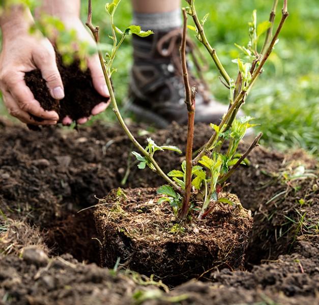 plantation arbustes, paysagiste Calais plantation arbustes, paysagiste Calais