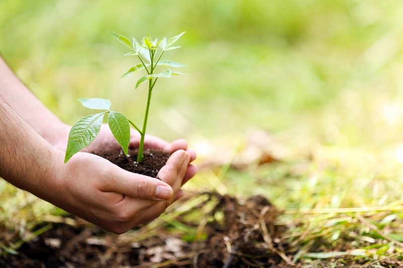 plantation arbustes, paysagiste Saint Omer plantation arbustes, paysagiste Saint Omer