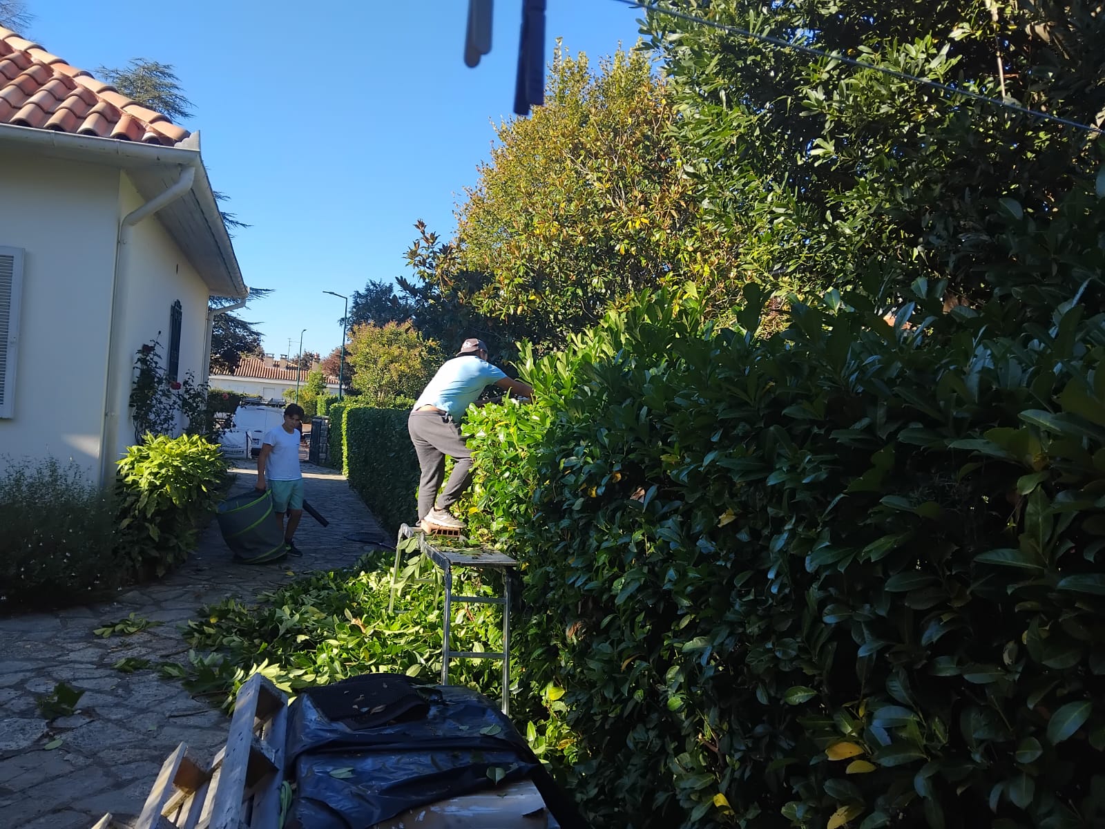 taile de haies, paysagiste Toulouse